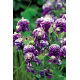 Orlik pełny - Double Dark Blue & White - 1 szt.