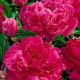 Piwonia, Paeonia - Felix Crouse - sadzonka