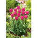 Tulipan różowy - Rose - 5 szt.