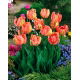 Tulipan Salmon Parrot - 5 szt.