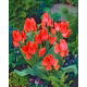 Tulipan Toronto - opak. 5 szt.