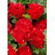 Pelargonia czerwona