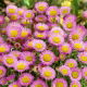Przymiotno okazałe, Erigeron - różowe