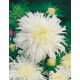 Aster chryzantemowy - biały