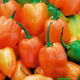 Papryka Habanero Orange - ostra, pomarańczowa