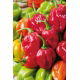 Papryka Habanero Red - ostra, czerwona