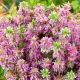 Monarda, Pysznogłówka cytrynowa