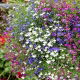 Lobelia zwisła - mieszanka
