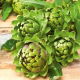 Karczoch Vert De Provence - niskokaloryczne, prozdrowotne warzywo