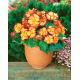 Begonia - Marginata Yellow - żółto-czerwona - 2 szt.