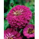 Cynia wytworna Liliput Purple Gem - fioletowa
