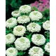 Cynia wytworna Liliput White Gem - biała