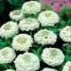Cynia wytworna Liliput White Gem - biała