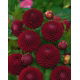 Dalia - Downham Royal - pomponowa