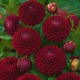 Dalia - Downham Royal - pomponowa