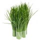BIO Szczypiorek Medium leaf - Certyfikowane nasiona ekologiczne