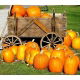 BIO Dynia zwyczajna Jack O' Lantern - Certyfikowane nasiona ekologiczne