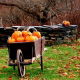 BIO Dynia zwyczajna Jack O' Lantern - Certyfikowane nasiona ekologiczne