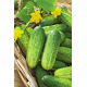 Ogórek Krak - gruntowy konserwowy - NASIONA OTOCZKOWANE