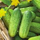 Ogórek Krak - gruntowy konserwowy - NASIONA OTOCZKOWANE