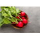 Rzodkiewka Cherry Belle   (czerwona) - b. wczesna - 100 g