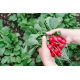 Rzodkiewka Cherry Belle   (czerwona) - b. wczesna - 100 g