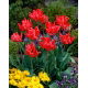 Tulipan Erna Lindgreen - opak. 5 szt.