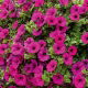 Petunia zwisająca, Surfinia purpurowofioletowa Rubina