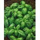 Bazylia pospolita typ Genovese - 50 g
