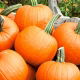 BIO Dynia zwyczajna Jack O' Lantern - Certyfikowane nasiona ekologiczne