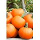 BIO Dynia zwyczajna Jack O' Lantern - Certyfikowane nasiona ekologiczne