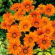 Gazania Orange With Ring