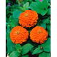 Cynia wytworna daliowa Orange King