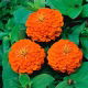 Cynia wytworna daliowa Orange King