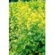 Gorczyca biała konsumpcyjna - 1 kg