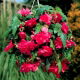 Begonia zwisająca - różowa - 2 szt.