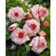 Begonia - Picotee White - biało-różowa - 2 szt.