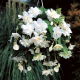 Begonia zwisająca - biała - 2 szt.