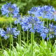 Agapant niebieski - Agapanthus Blue