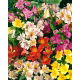 Alstremeria - Alstroemeria - 1 szt.