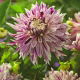 Dalia - Avignon - kwiaty XL