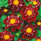 Dalia - Impression Fantastico