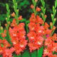 Mieczyk Frizzled Coral Lace - 5 szt.