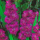 Mieczyk Violetta - 5 szt.