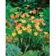 Homeria Mixed - 10 szt.