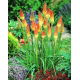 Kniphofia uvaria - sadzonka