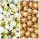 Cebula dymka - żółta + biała - 2 x 5 kg