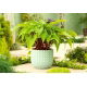 Funkia - Hosta Gooseberry Sundea
