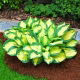 Funkia niska - Hosta Popcorn