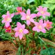 Habranthus robustus - 10 szt.
